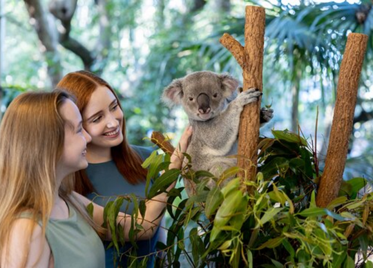 Brisbane - Lone Pine Koala Sanctuary Day Pass