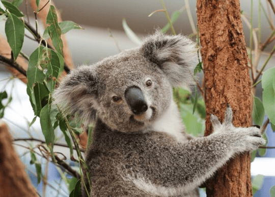 Brisbane - Lone Pine Koala Sanctuary Day Pass